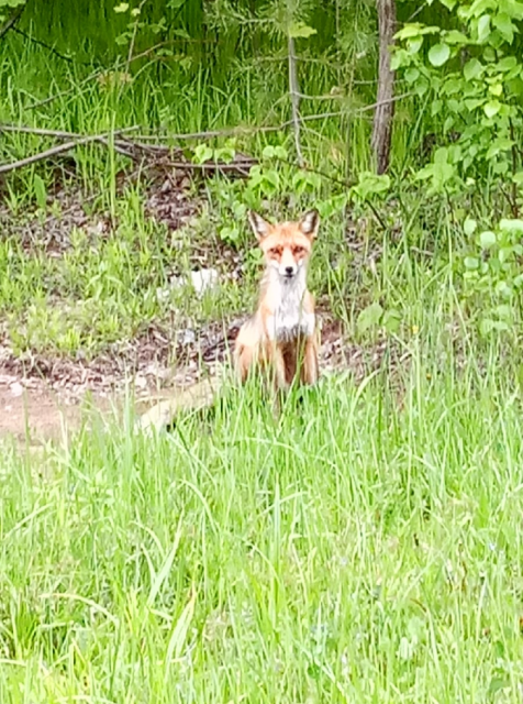 1_QIP Shot - Screen 1981.png